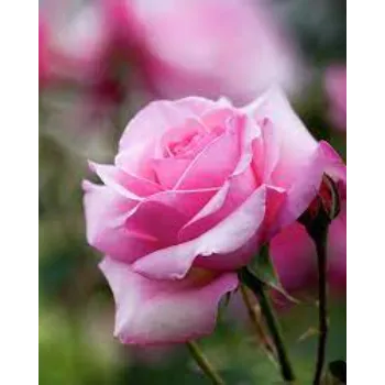 Fresh Pink Rose